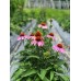 [大雪山農場] 狹葉球菊—紫錐花茶